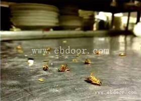 广州经常下雨很容易滋生各种虫子蟑螂怎么杀