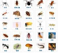 南沙区哪里有杀老鼠的专业杀虫杀臭虫杀蟑螂