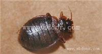 夏天怎么防治臭虫被臭虫咬了怎么办
