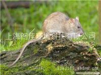 上海灭虫公司,上海灭鼠公司