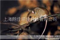 上海灭虫公司|上海灭鼠公司