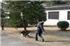 上海宠物训练-上海宠物训练电话-上海宠物狗训练