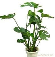 龟背竹-静安区植物租赁价格 