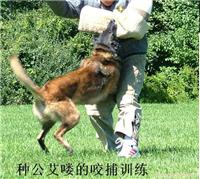 犬训练 训练犬 代客训犬 工作犬 警犬 出售 