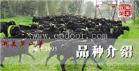 湘美黑山羊农庄