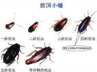 家里害虫一般有哪些广州杀虫公司