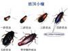 蟑螂的藏身处在哪里怎样灭蟑螂最有效