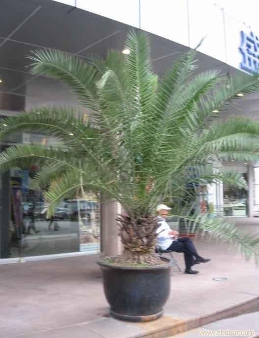 国王椰子-普陀办公室植物租赁�