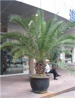 国王椰子-普陀办公室植物租赁 