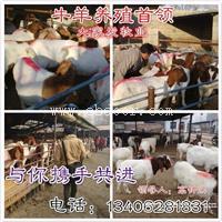 肉狗养殖技术