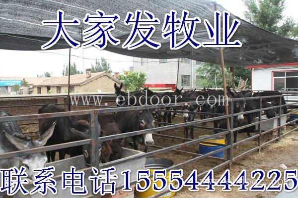 湖北仙桃肉牛犊价格-仙桃黄牛犊价格