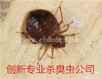 家里如何防治臭虫广州杀臭虫公司
