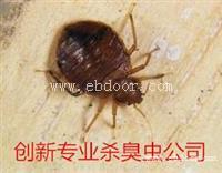 家里如何防治臭虫广州杀臭虫公司