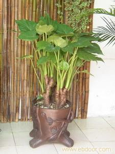 大型盆栽植物�