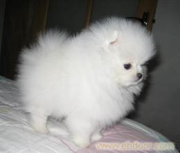 上海白博美幼犬,上海白博美幼犬价格,白博美幼犬专卖店,上海白博美幼犬上海白博美幼犬�