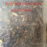 优质沙棘的价格咨询价格，中药材沙棘怎么卖多少钱一斤