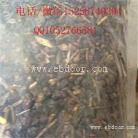 优质沙棘的价格咨询价格，中药材沙棘怎么卖多少钱一斤