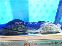 义务海洋生物展租赁需要多少钱|海洋主题展策划|水母展览出租