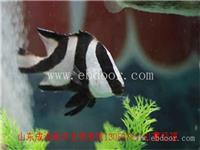 兰溪海洋生物展租赁报价 海洋展租赁流程
