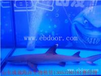 诸暨市海洋生物展租赁|活体鲨鱼展览|炫彩水母出租