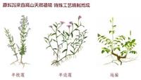 即墨产地供应白芨价格联系我们