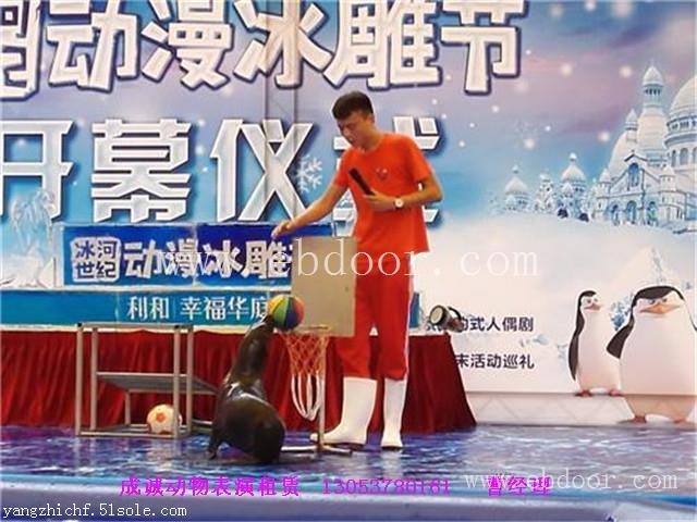 海狮表演租赁|随州市哪家海狮表演租赁服务好