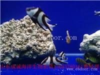漳平市海洋生物展租赁一手资源价格便宜服务好