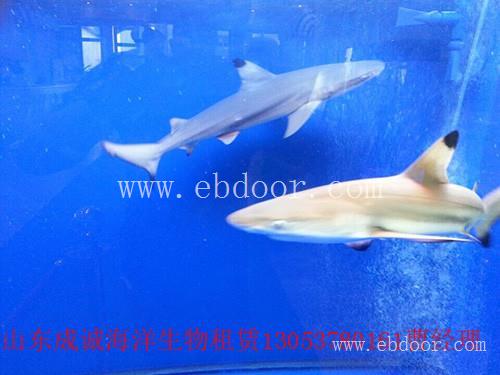 哪里有海洋生物展租赁|江山市海洋馆出租海洋展览
