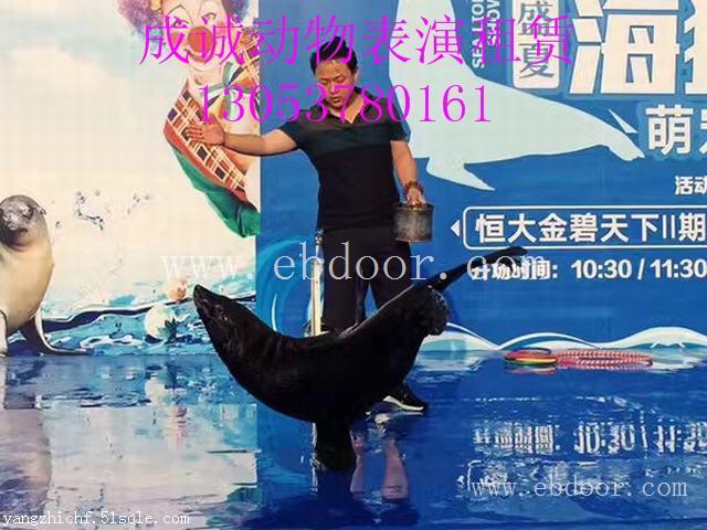 钟祥市海狮表演租赁|专业提供海狮表演租赁服务
