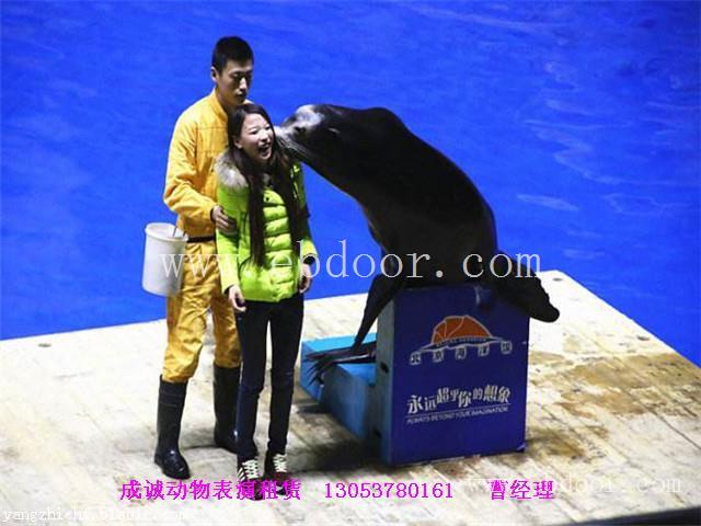 海狮表演租赁|荆门哪有租赁海狮表演的|一只海狮三天租赁价格