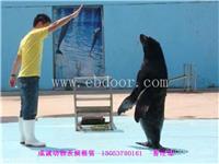浙江海洋馆低价出租海狮哪里有海狮表演租赁活动案例