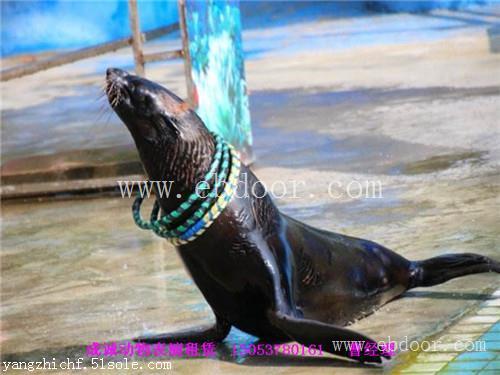 哪里有海狮表演租赁广东海狮出租企鹅展览