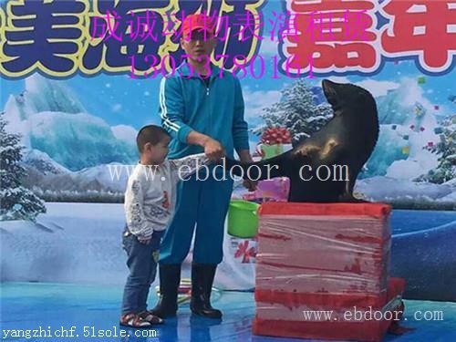 辽宁海洋馆低价出租企鹅展哪里有海狮表演租赁活动案例