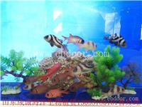 海洋生物展租赁|金华市值得信赖的鱼缸展出租公司|成诚动物租赁