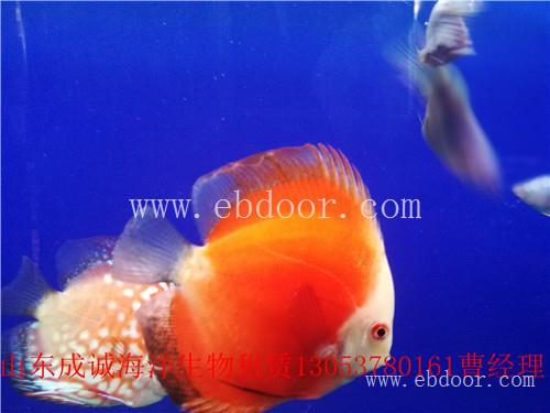 海洋生物展租赁批发|平湖海洋生物展租赁厂家