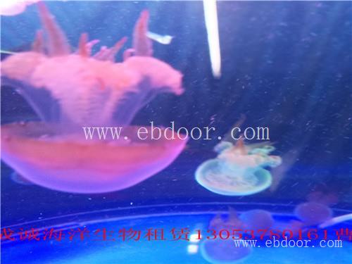 海洋生物展租赁价格|建德市哪里有活体海洋生物展租赁