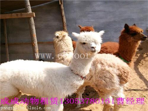 新泰市哪里有出租羊驼的|羊驼租赁有多少品种