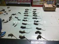 仓库老鼠太猖狂如何快速消灭老鼠