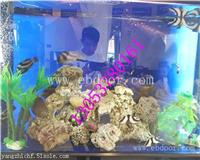 保定海洋生物展租赁哪里有出租