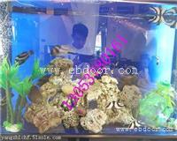 保定海洋生物展租赁哪里有出租