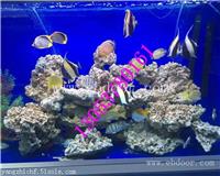 揭阳海洋生物展租赁价格行情