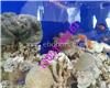 海洋生物展租赁1北京海洋生物鱼缸展出租信息