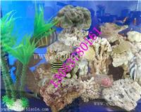 海洋生物展租赁1保定海洋生物展租赁服务哪家好