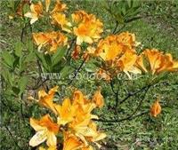 野生铁皮石斛花多少钱一斤野生铁皮石斛花的价格