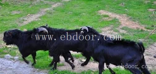 湘美黑山羊养殖基地|迎来湘西来拜年的老客户