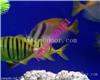 保定海洋生物展租赁出租