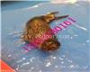 邵阳海洋生物展租赁出租