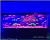 浙江海洋生物鱼缸展计费方式