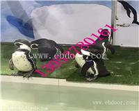 孝感海洋生物展租赁出租