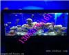 抚顺海洋生物展租赁鱼缸展出租